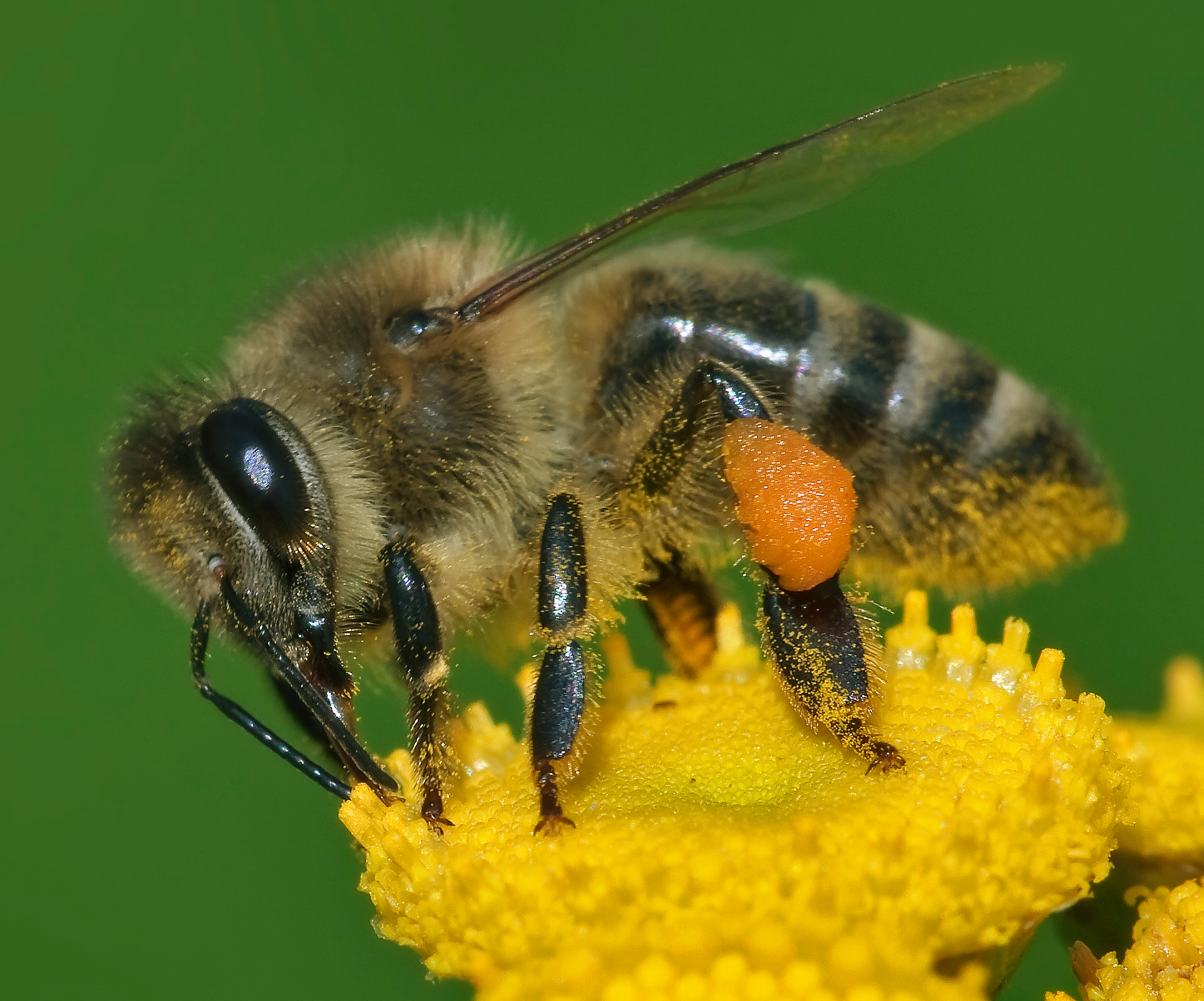 Apis mellifera 西方蜜蜂工作中