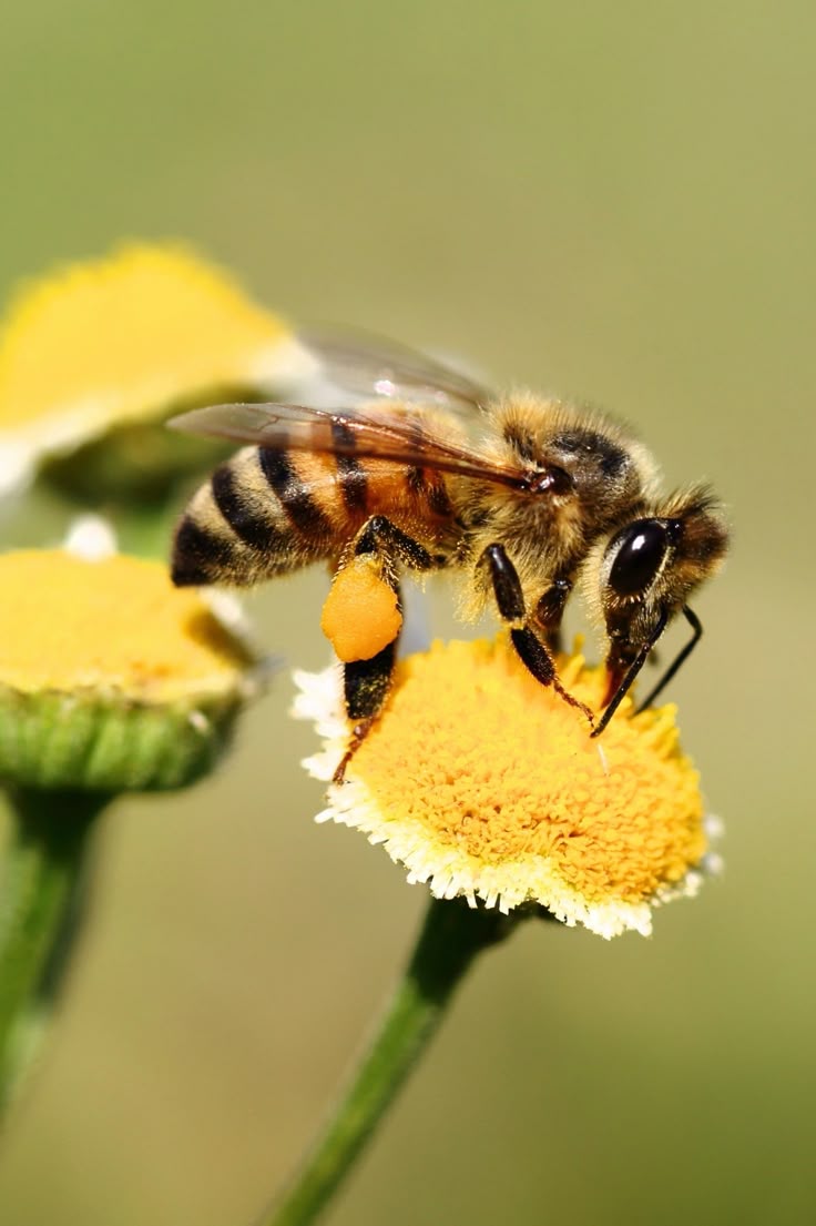 蜜蜂在花上採蜜、後腳開始累積花粉