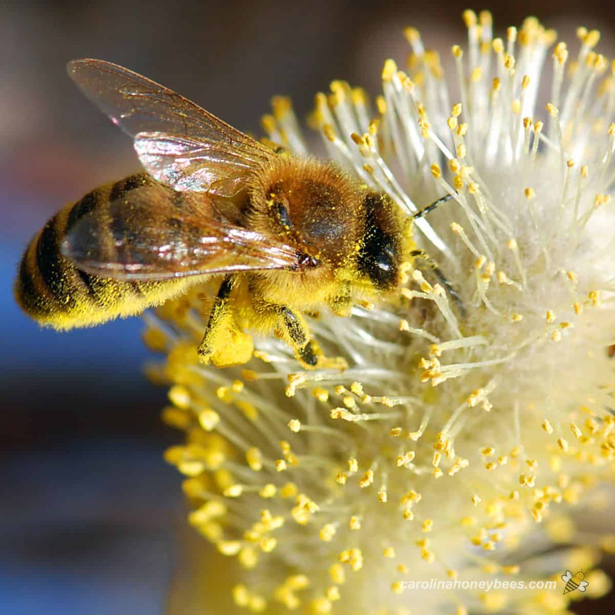 蜜蜂全身絨毛沾滿黃色花粉粒