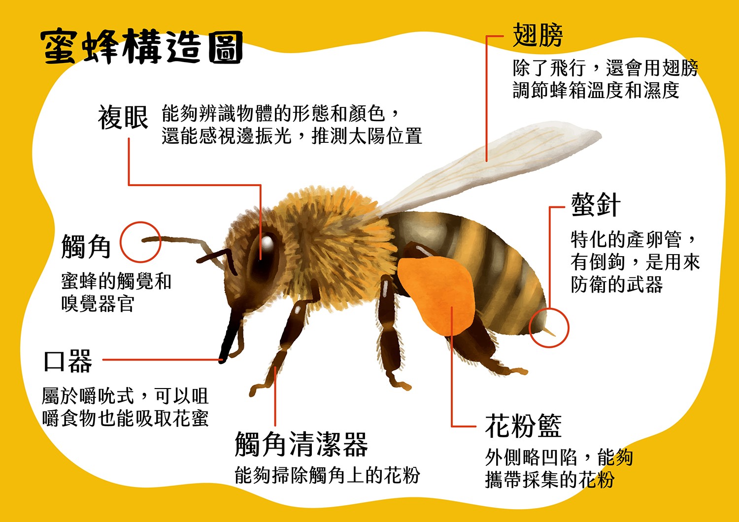 蜜蜂構造圖：複眼、觸角、翅膀、螫針、口器、觸角清潔器、花粉籃