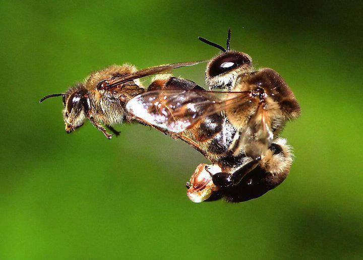 蜜蜂空中交配：左側蜂王、右側雄蜂