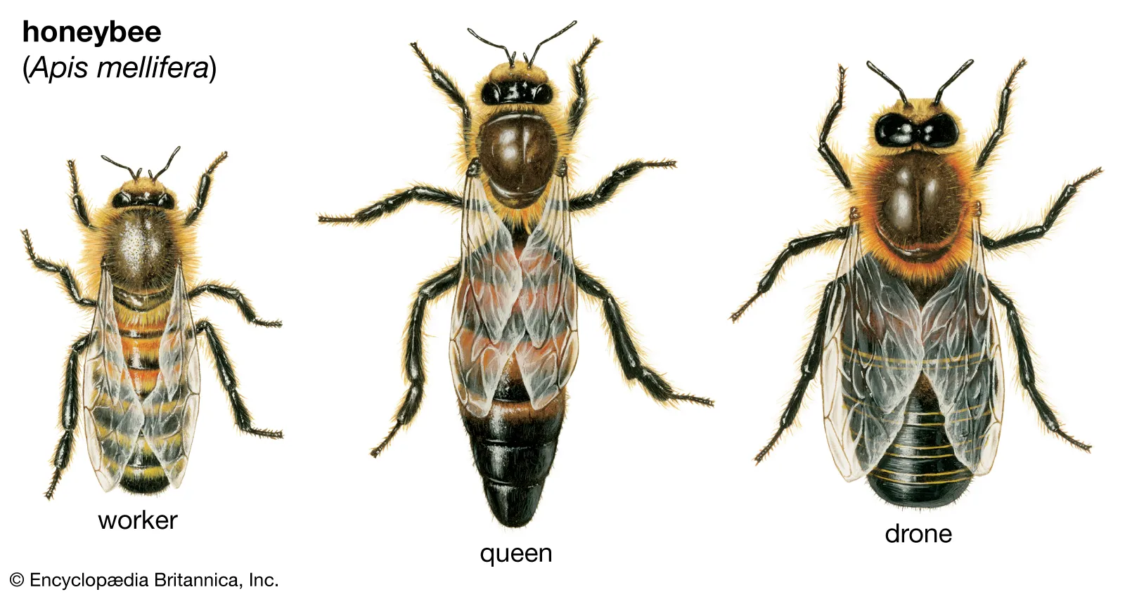 Apis mellifera 三種蜜蜂對比：工蜂、蜂王、雄蜂